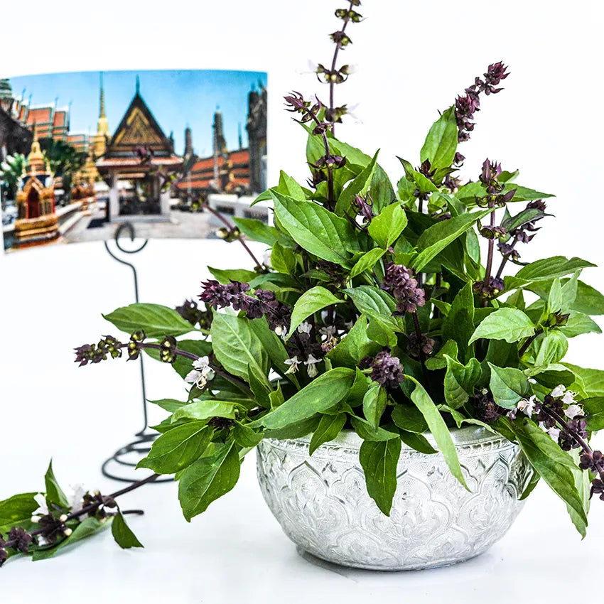 HERB- Basil