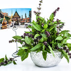 HERB- Basil