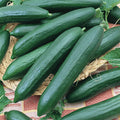 Cucumber - Tendergreen