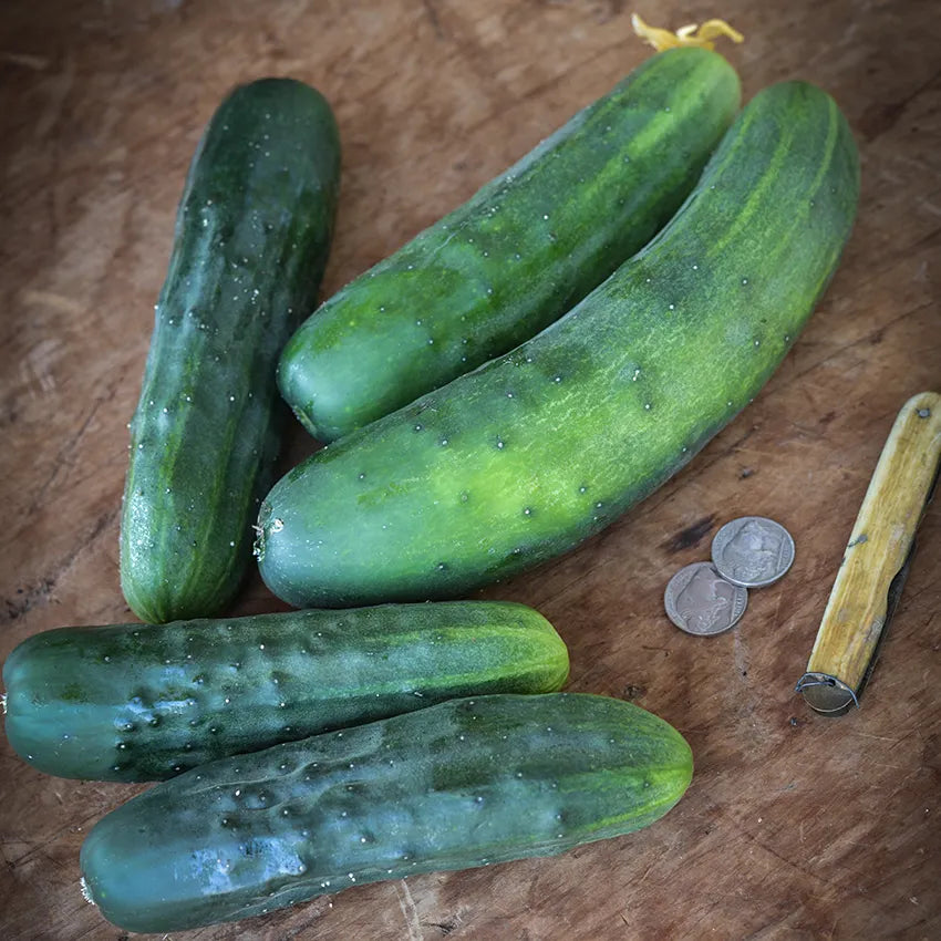 Marketmore 76 Cucumber
