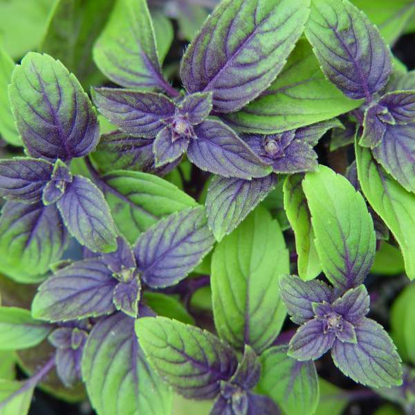 HERB- Basil
