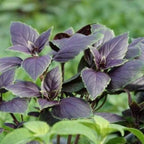 HERB- Basil