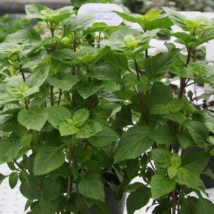 Herbs- Individual pots