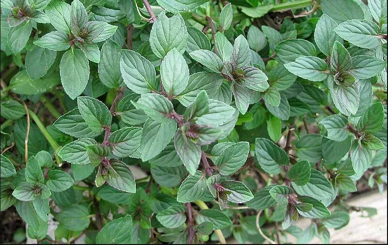 Herbs- Individual pots
