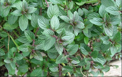 Herbs- Individual pots