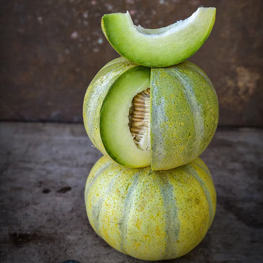 Model Melon Plant