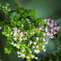 HERB- Oregano
