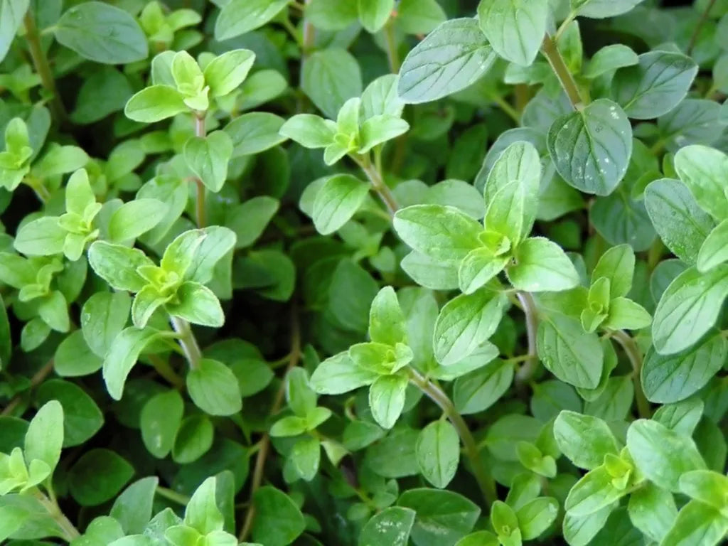 Herbs- Individual pots