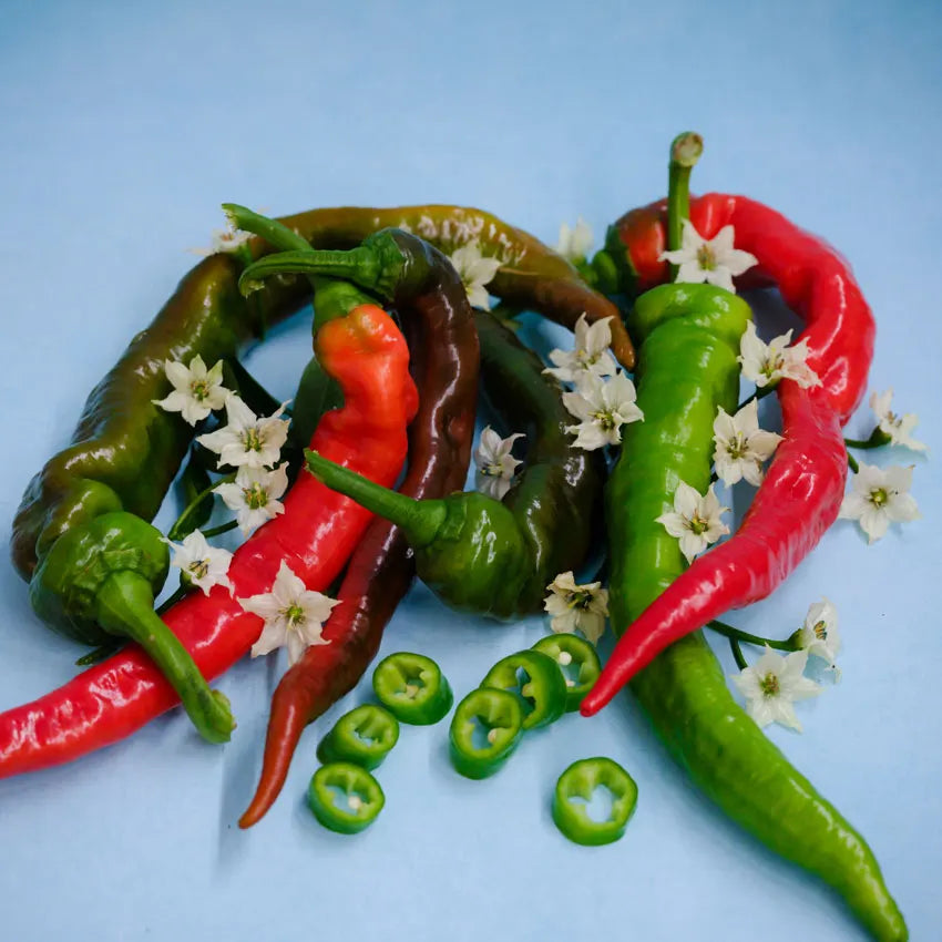 Jimmy Nardello Sweet Pepper Plant