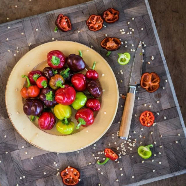Mini Bell Pepper Plant