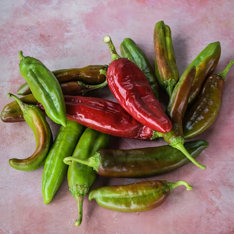 Anaheim HOT Pepper Plant