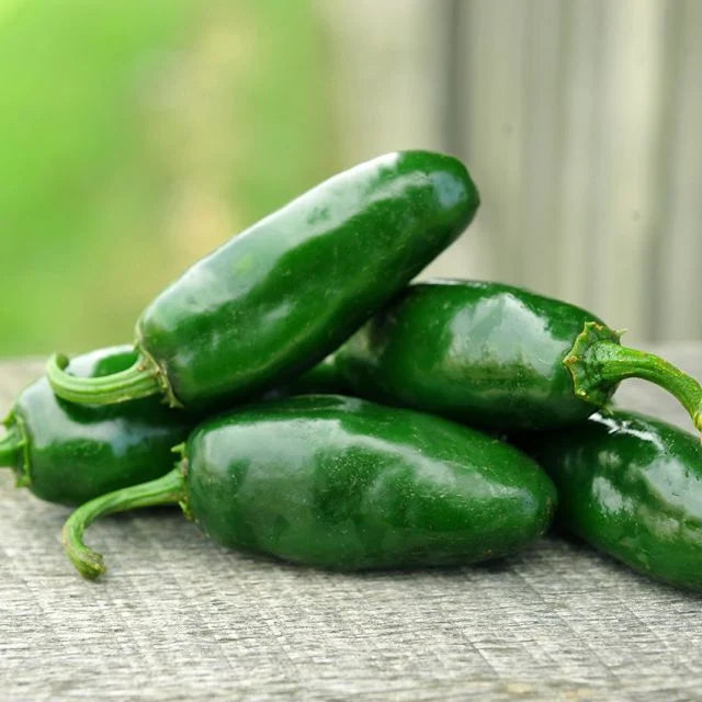 Jalapeno HOT Pepper Plant