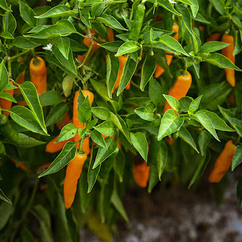 Datil HOT Pepper Plant