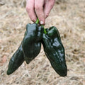 Poblano HOT Pepper Plant