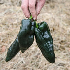 Poblano HOT Pepper Plant