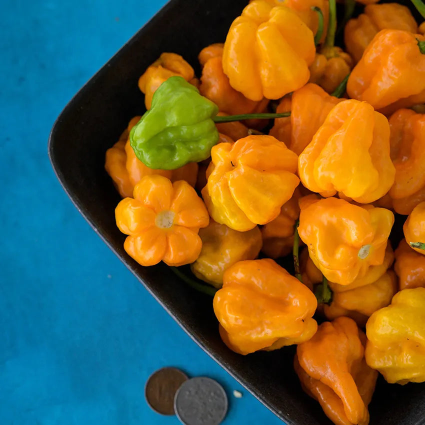 Jamaican Scotch Bonnet HOT Pepper Plant
