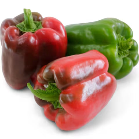 King of the North Bell Pepper Plant