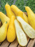 Zucchini - Early Prolific Straightneck