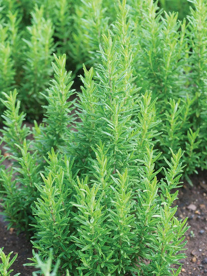 Herbs- Individual pots