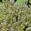 HERB- Thyme