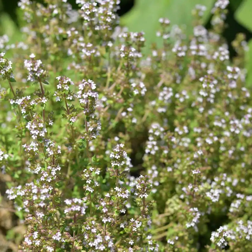 Thyme