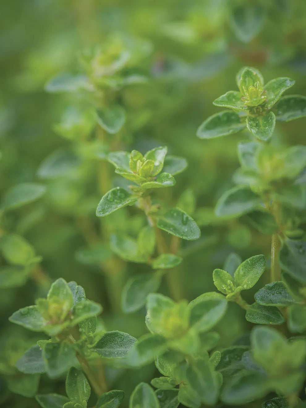 Herbs- Individual pots