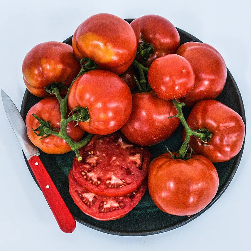 Peron Tomato Plant
