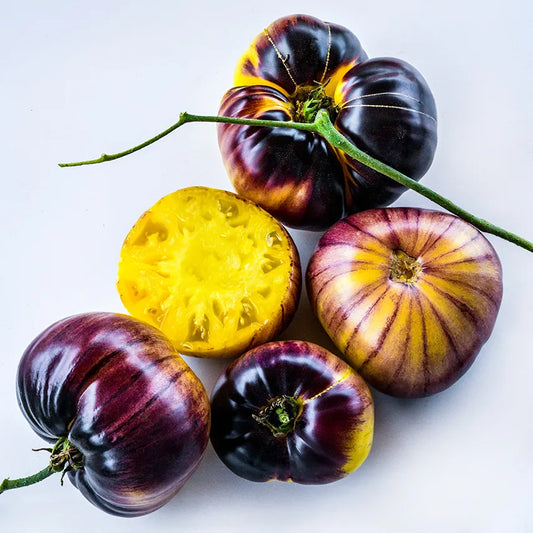 Sart Roloise Tomato Plant