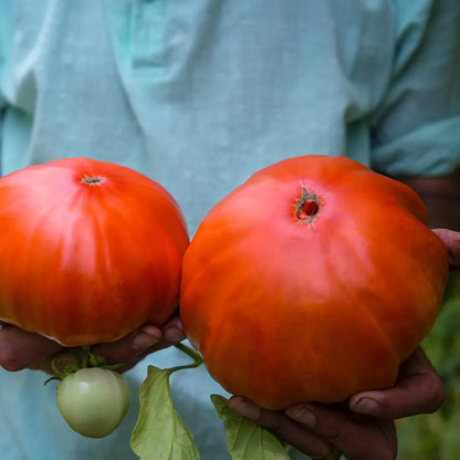 Beefsteak Tomato Plant