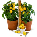 Gourmandise Yellow Tomato Plant
