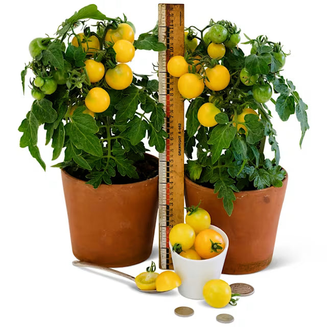 Gourmandise Yellow Tomato Plant