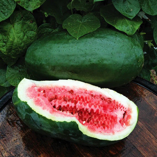 Art Combe's Ancient Watermelon Plant