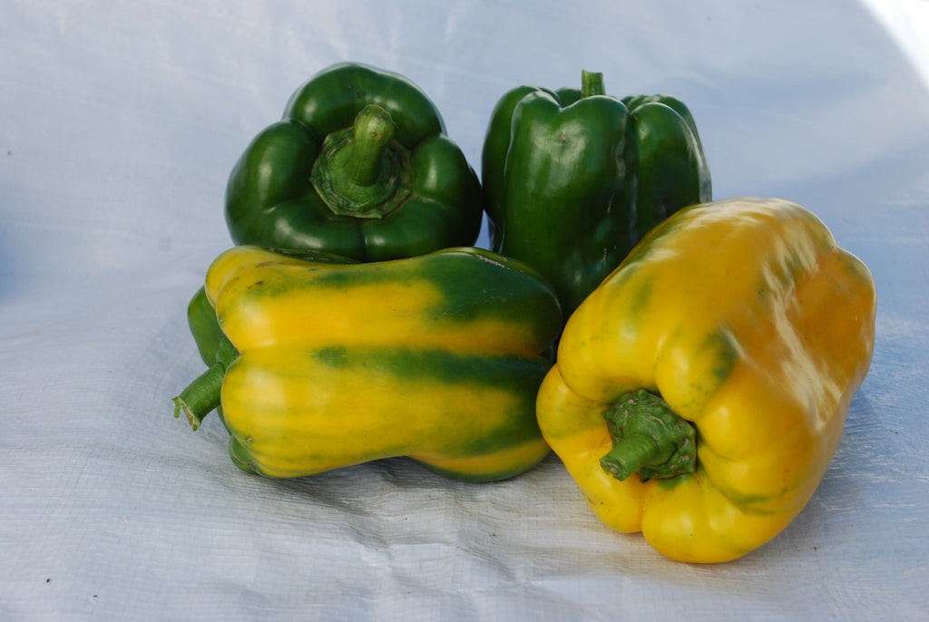 Yellow Monster Bell Pepper Plant