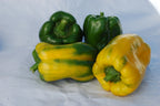 Yellow Monster Bell Pepper Plant