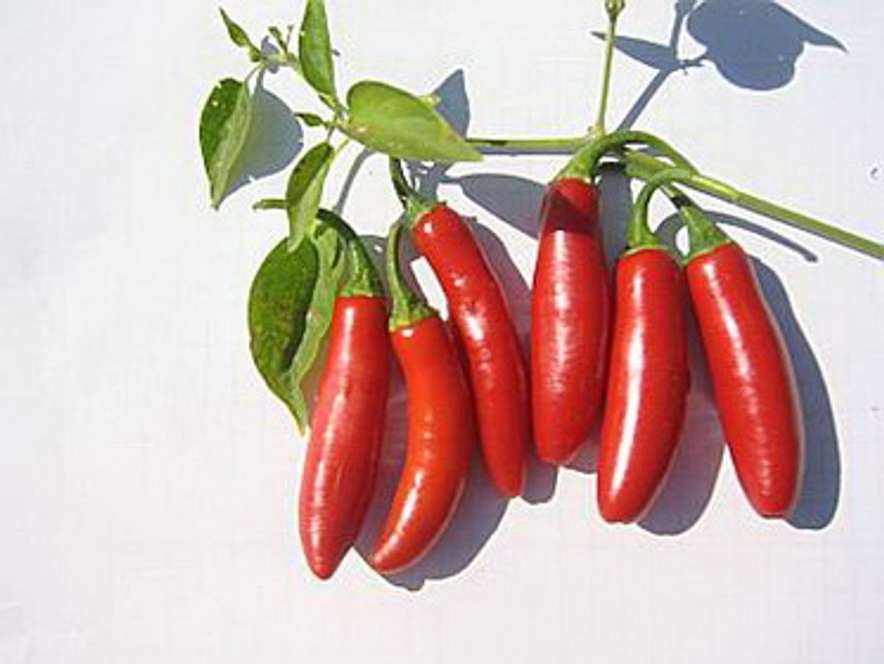 Serrano HOT Pepper Plant  Mitza Creek Farm