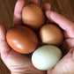 Pastured Eggs (1 dozen)