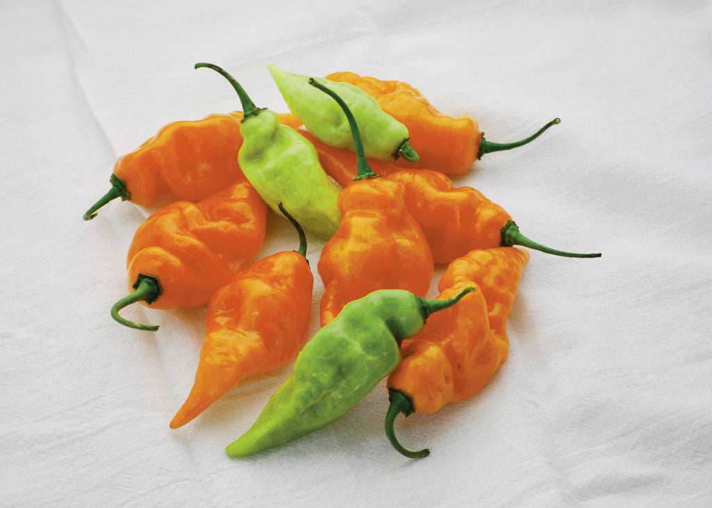 Habanada Heatless Habanaro Pepper Plant SWEET