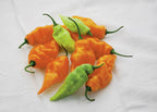 Habanada Heatless Habanaro Pepper Plant SWEET