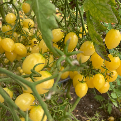 Barry's Crazy Cherry Tomato Plant