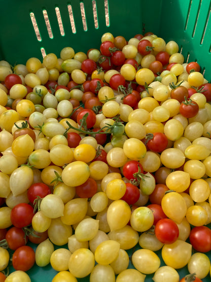 Barry's Crazy Cherry Tomato Plant