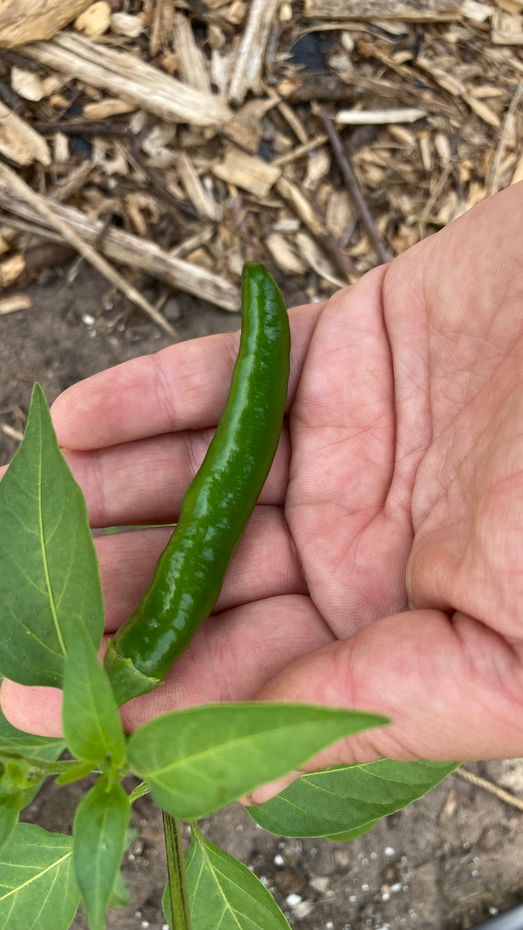 Serrano HOT Pepper Plant