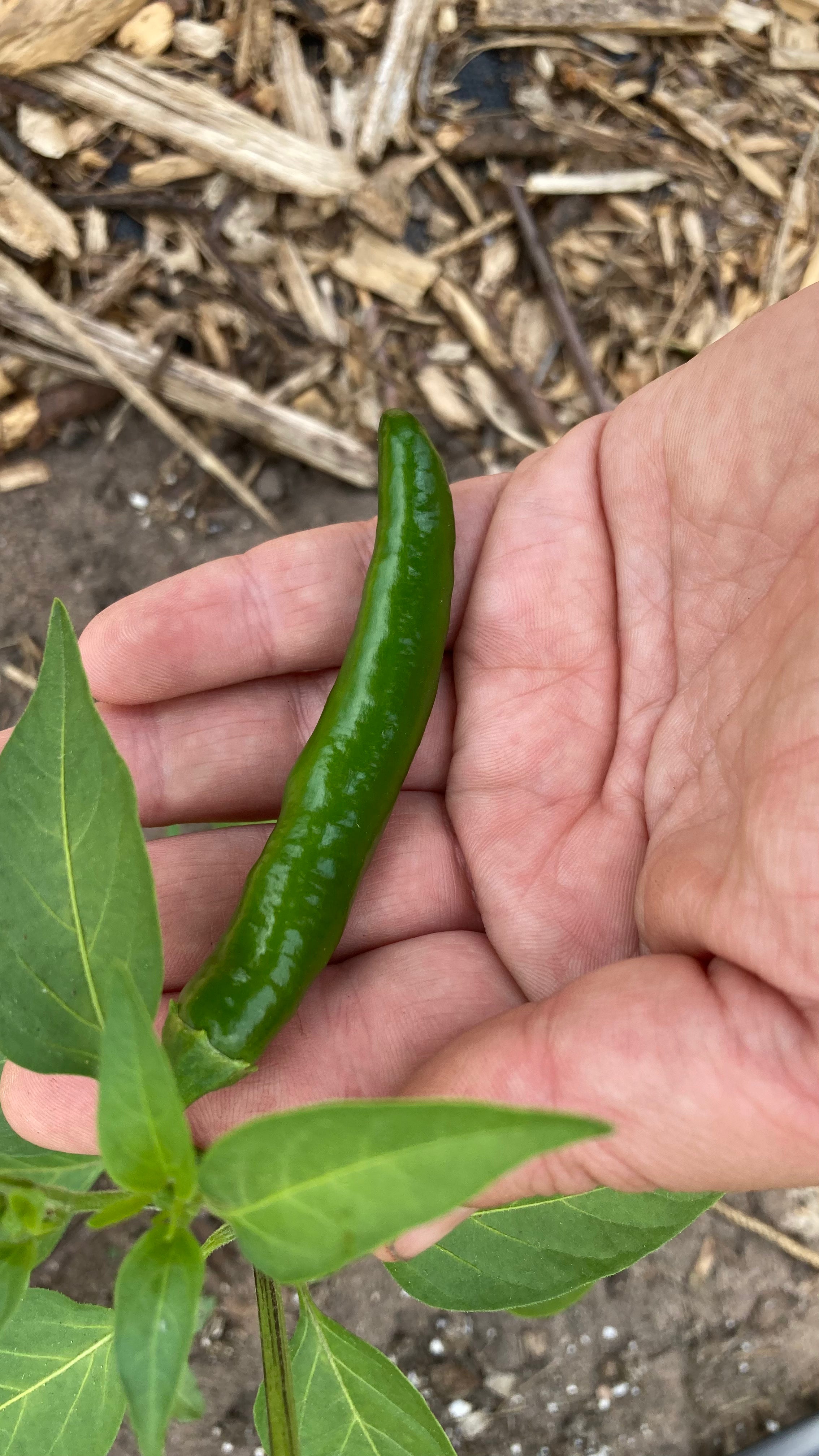 Serrano HOT Pepper Plant