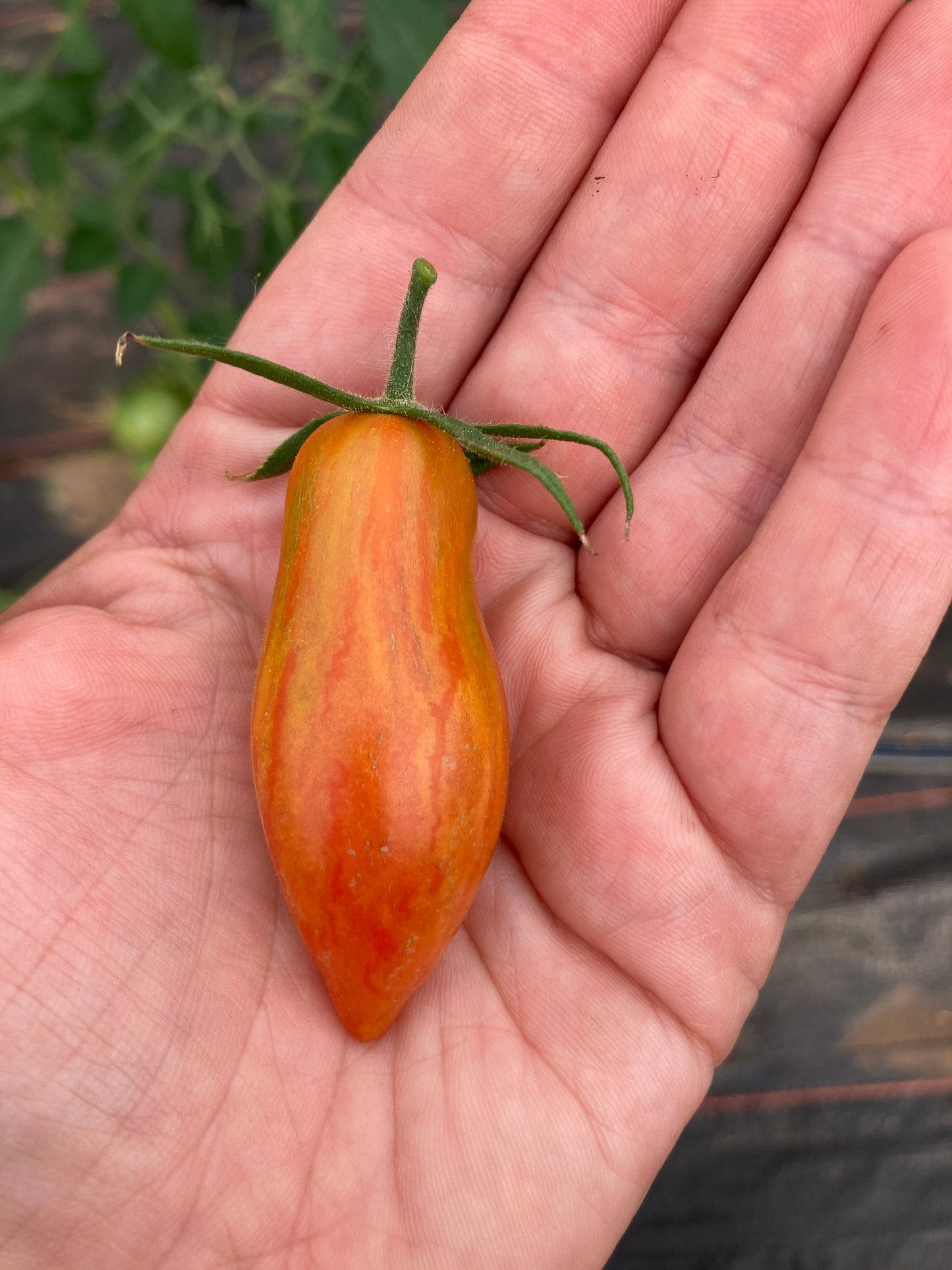 Prairie Fire Tomato Plant