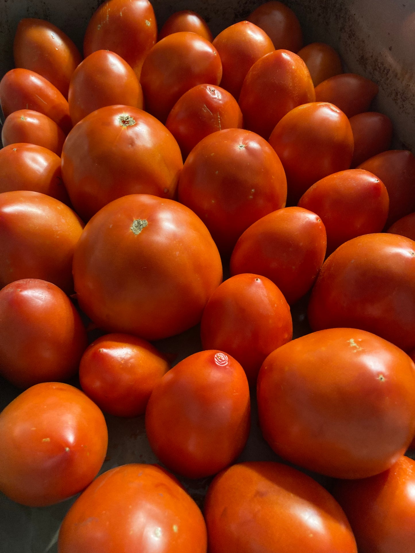 Amish Paste Tomato Plant