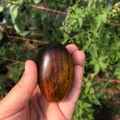 Brad's Atomic Grape Tomato Plant