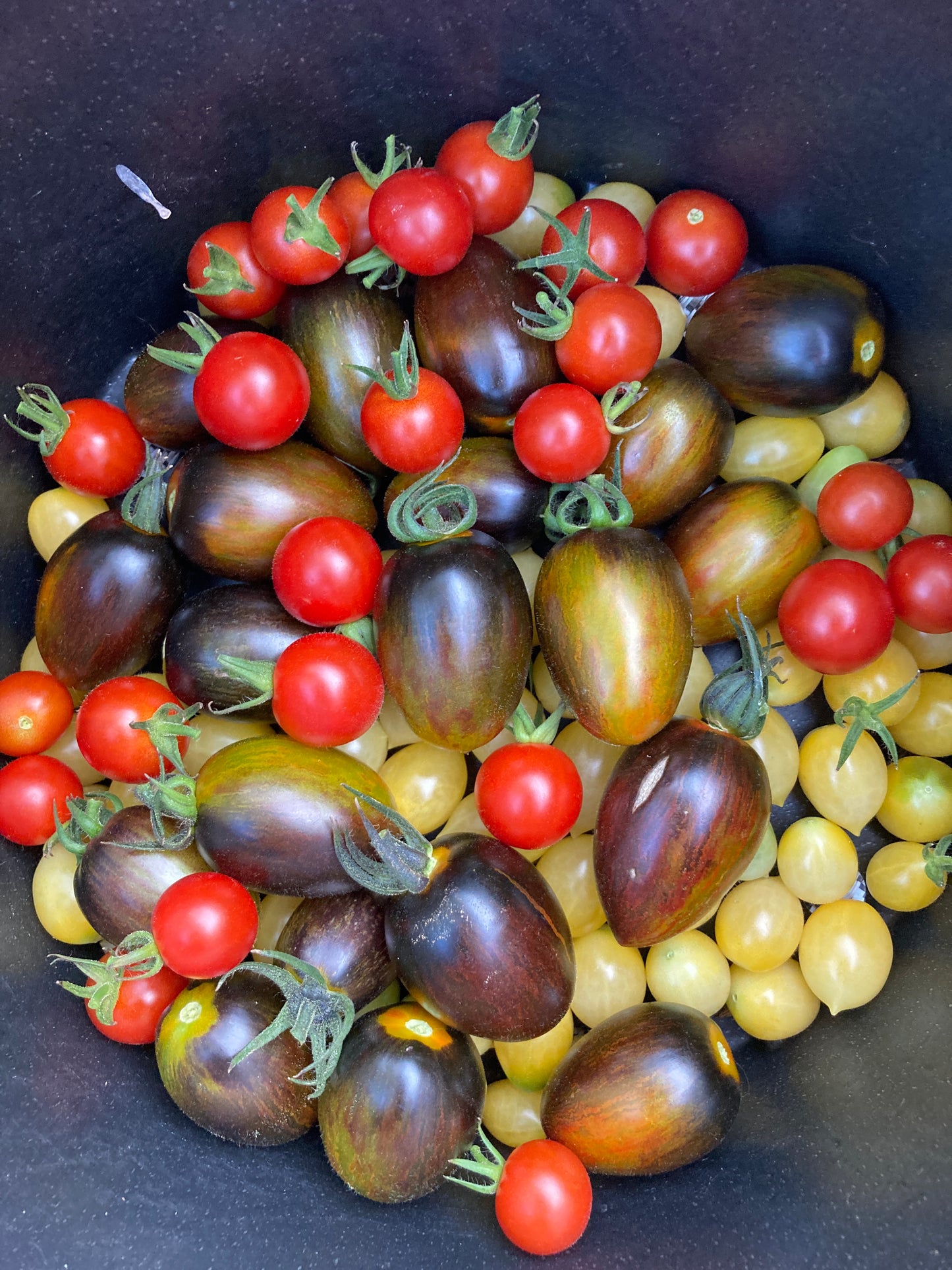 Barry's Crazy Cherry Tomato Plant