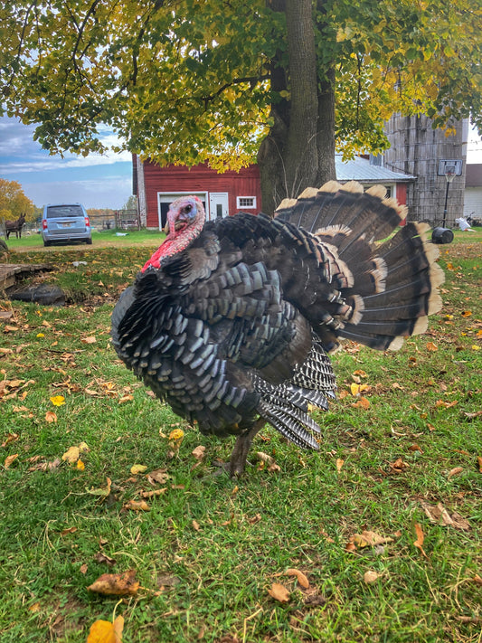Pastured, Free Range Turkey (Whole)