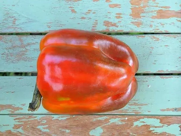 Ozark Giant Bell Pepper