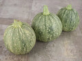 ZUCCHINI - Ronde De Nice Heirloom Plant