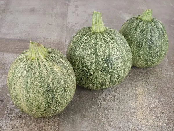 ZUCCHINI - Ronde De Nice Heirloom Plant